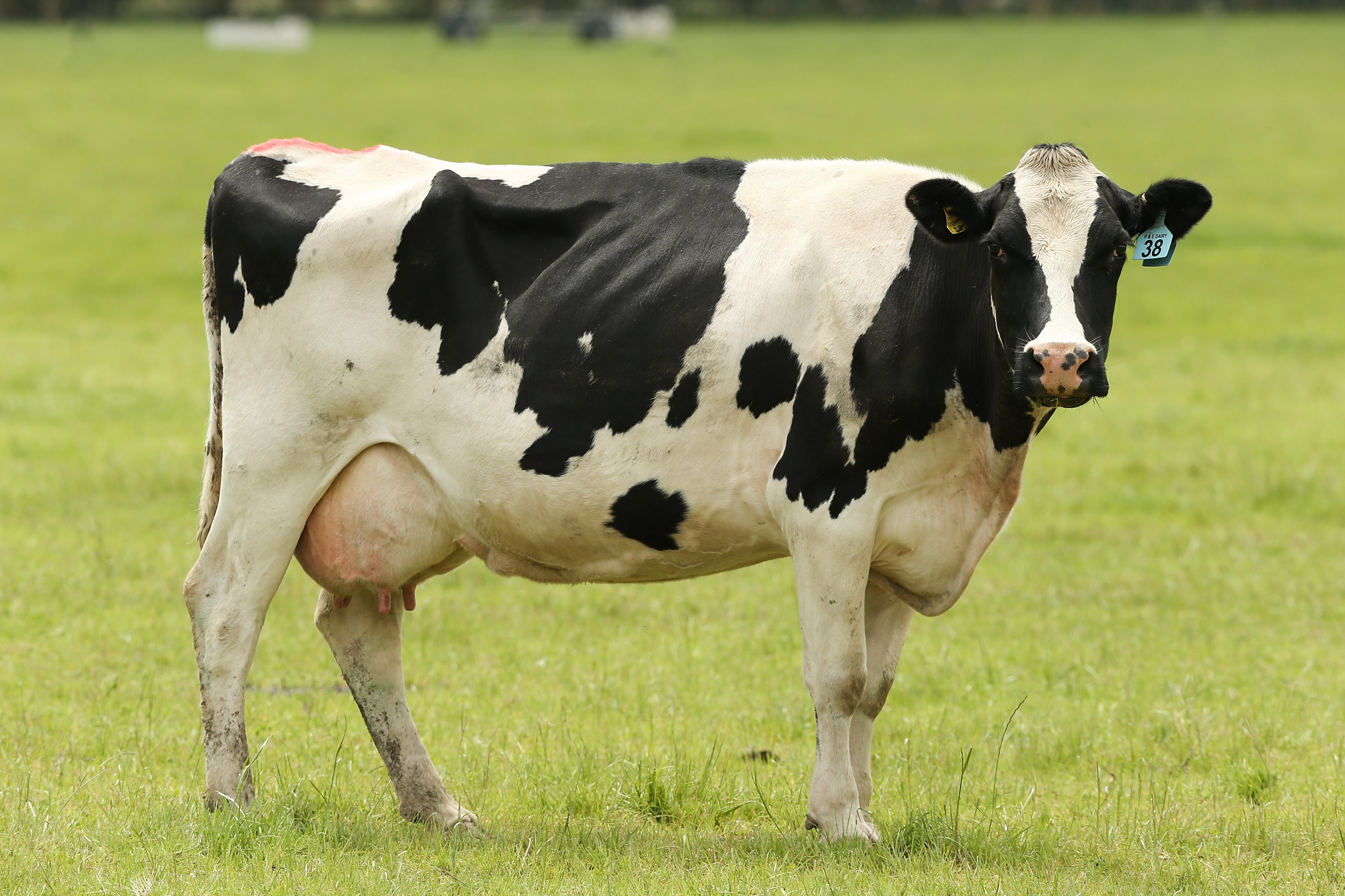 A cow in the UK